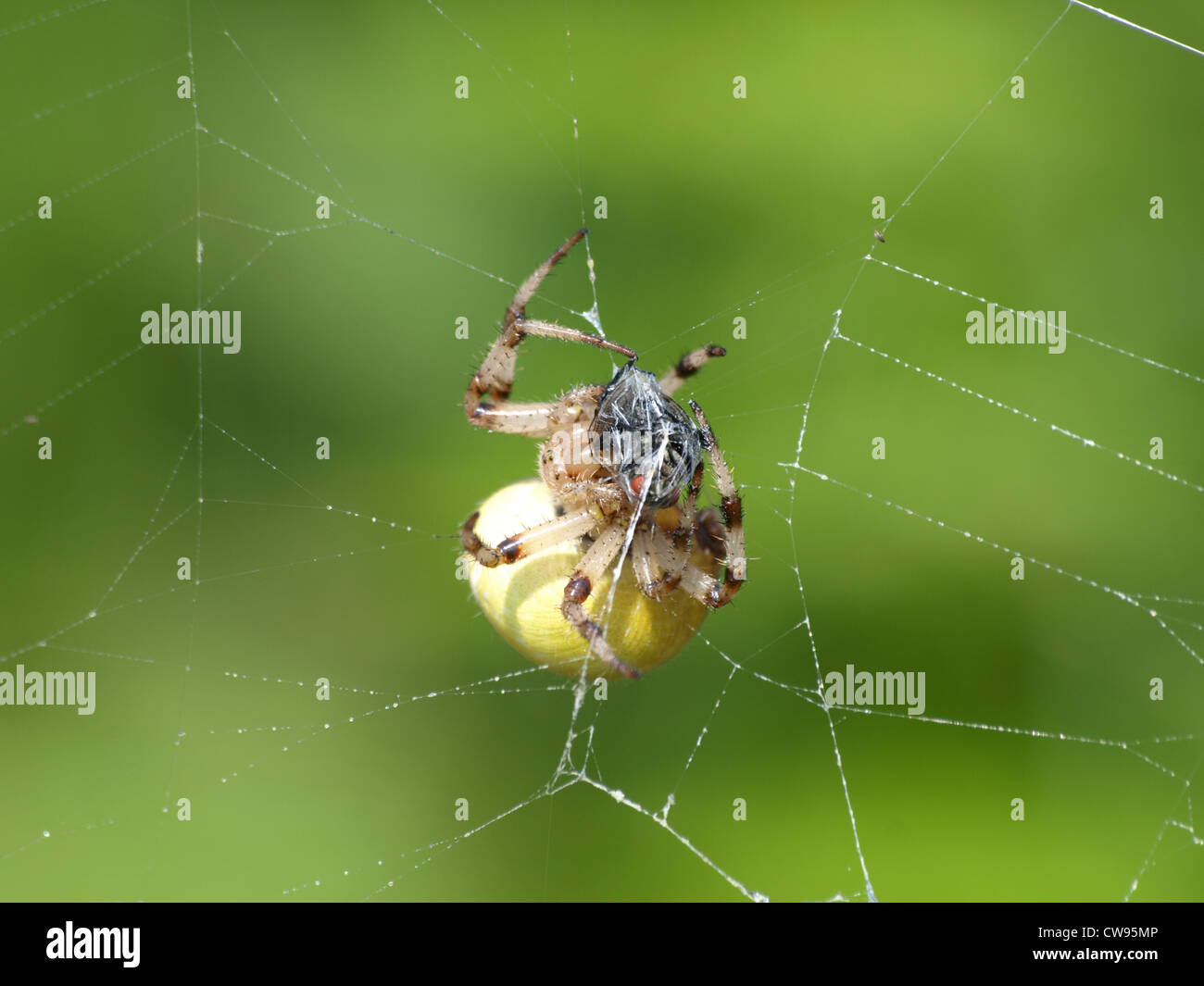 4 spots-orb weaver envelopper un fly / Araneus quadratus / Vierfleckkreuzspinne wickelt Fliege ein Banque D'Images