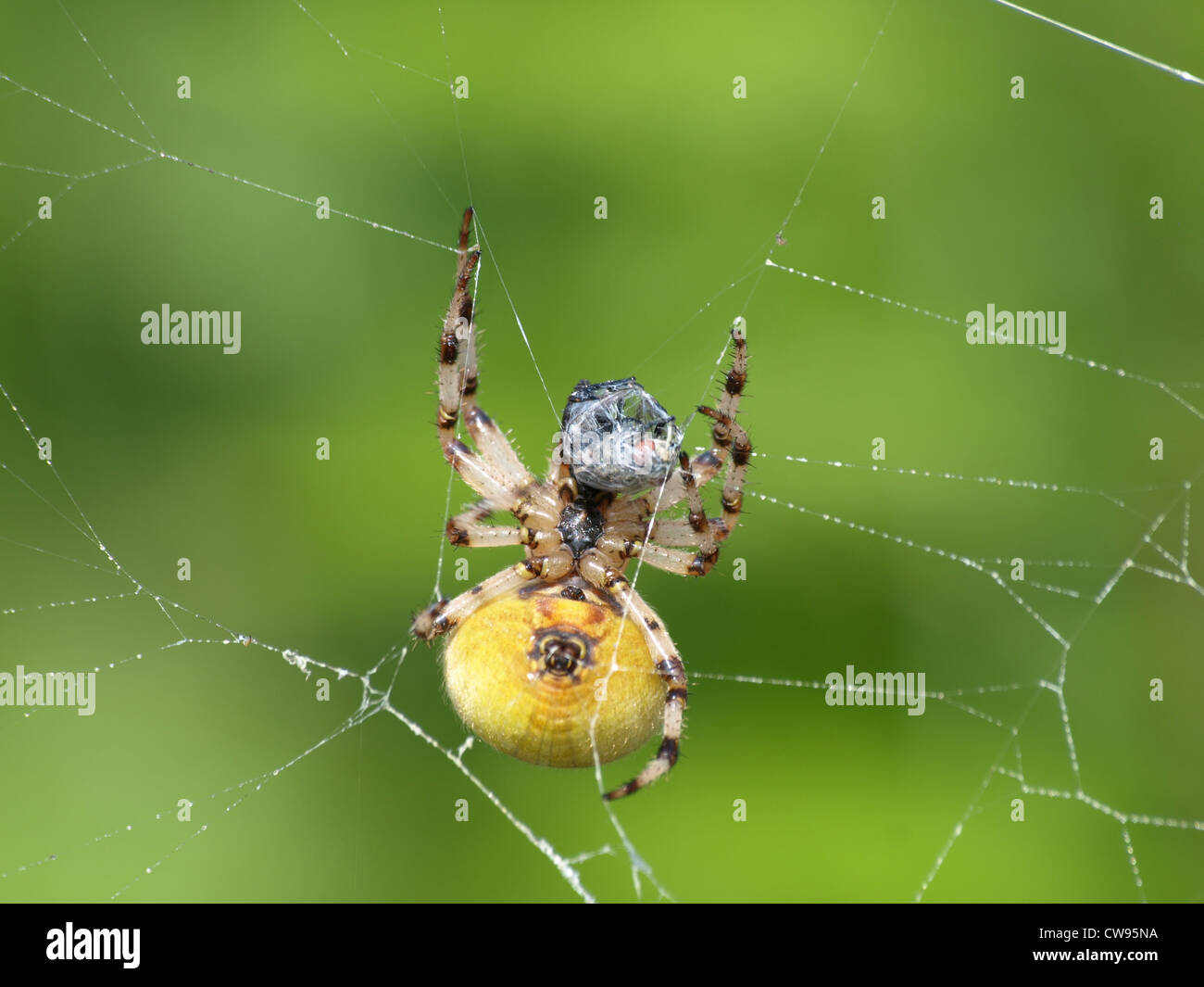 4 spots-orb weaver envelopper un fly / Araneus quadratus / Vierfleckkreuzspinne wickelt Fliege ein Banque D'Images