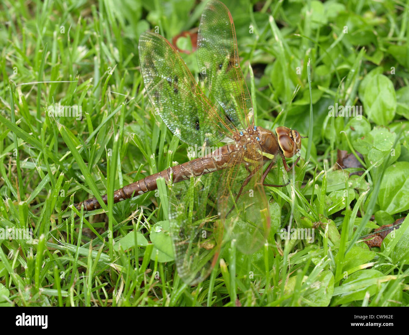 Brown / Hawker Aeshna grandis / Braune Mosaikjungfer Banque D'Images