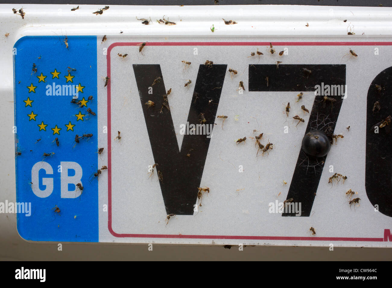 Les insectes sur la plaque de numéro de voiture ; été ; UK Banque D'Images