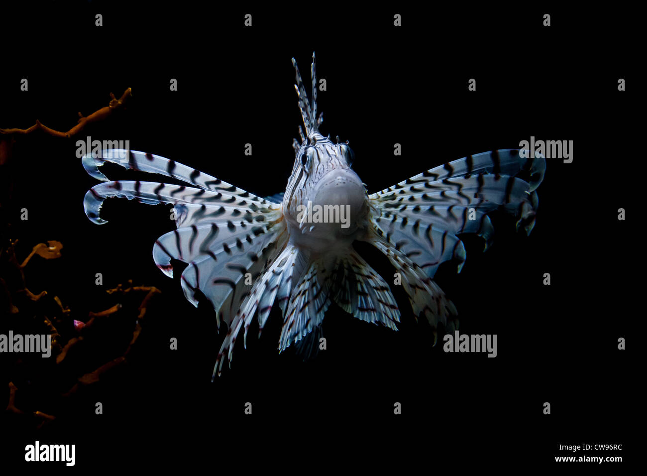 Poisson-papillon commun ( Pterios Miles) Banque D'Images