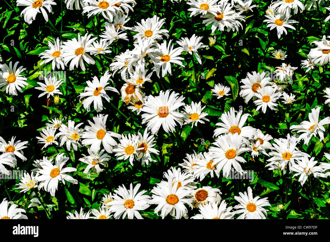 Un peuplement dense d'ox-eye daisies avec capitules de pétales blancs rayonnant d'un centre jaune et vert feuilles en forme de lance Banque D'Images