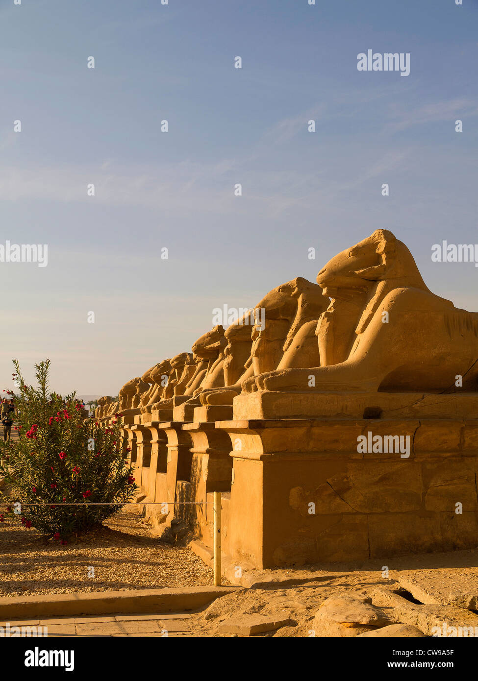 L'Avenue des béliers à l'ancien Temple de Karnak complexe près de Louxor dans la vallée du Nil en Egypte Banque D'Images