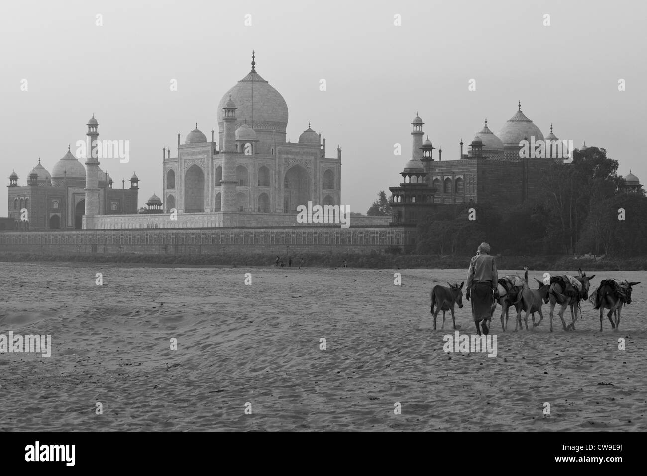 Goatherder sur les rives de la rivière Yamuna, avec le Taj Mahal en arrière-plan Banque D'Images
