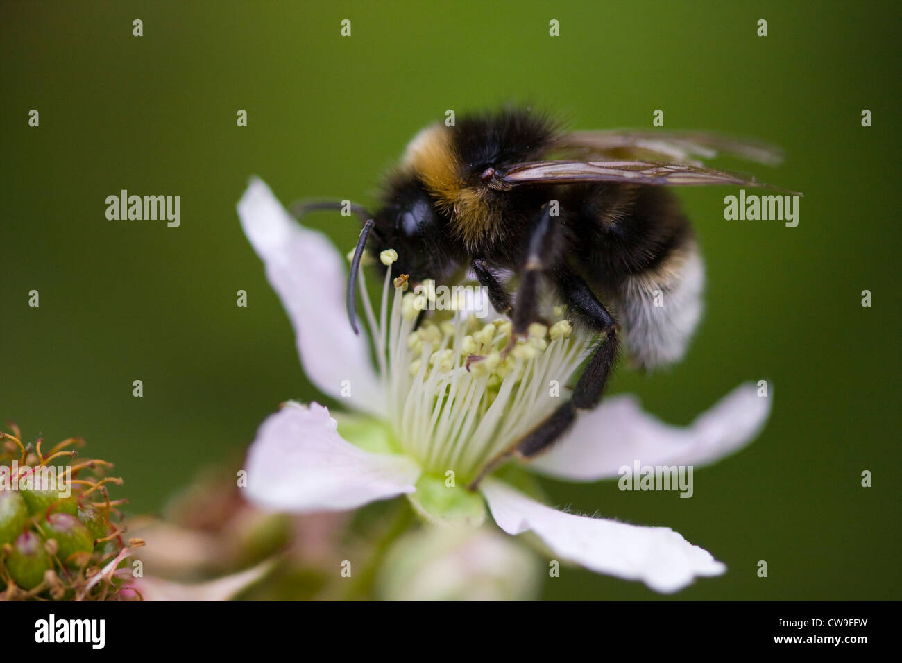 BUFF-TAILED bourdon (Bombus terrestris) à ronce (Rubus fruticosus) Sussex, UK Banque D'Images