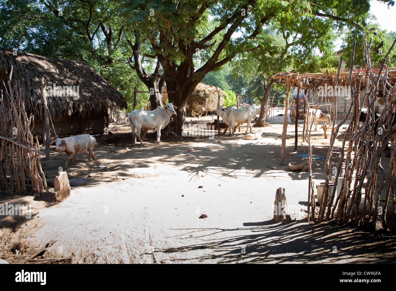 Le Myanmar, Birmanie, près de Bagan. L'agriculteur du village, composé de Bovins, porcs. Banque D'Images