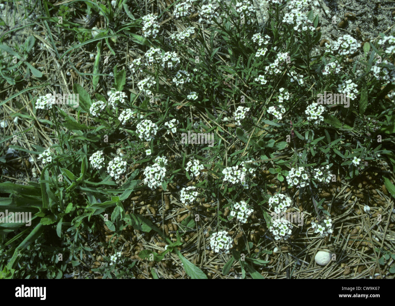 SWEET ALISON Lobularia maritima (Brassicaceae) Banque D'Images