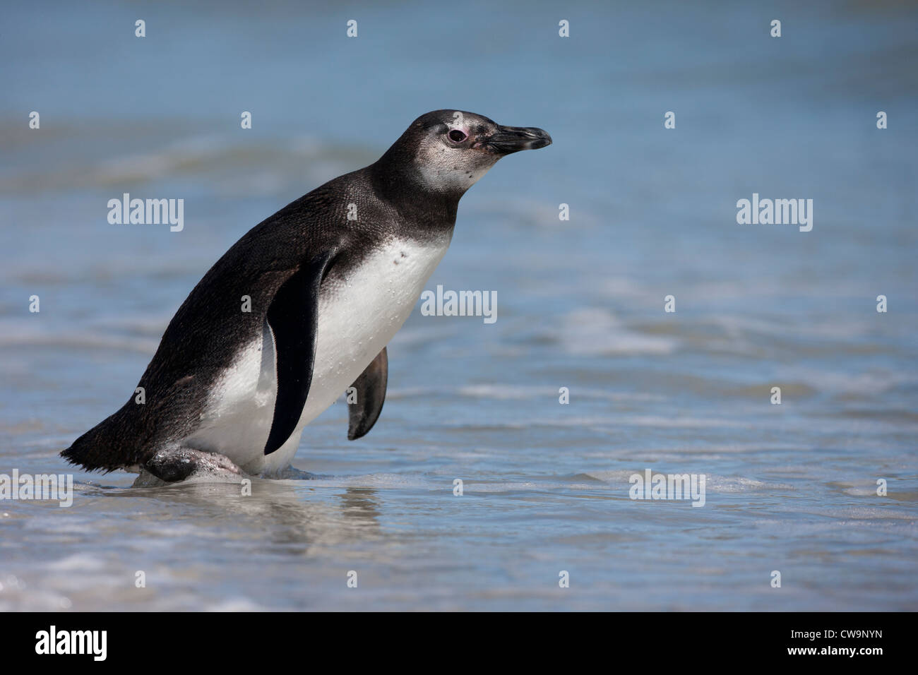 Manchot de Magellan (Spheniscus magellanicus) dans la marche immatures surfez sur Saunders Island dans les Malouines. Banque D'Images