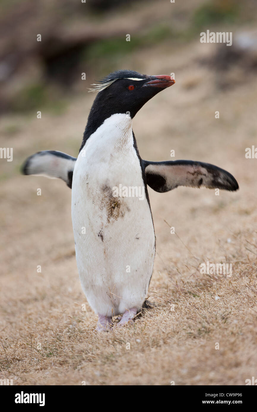Gorfou sauteur (Eudyptes chrysocome chrysocome Penguin), sous-espèce de l'Ouest, un adulte Banque D'Images