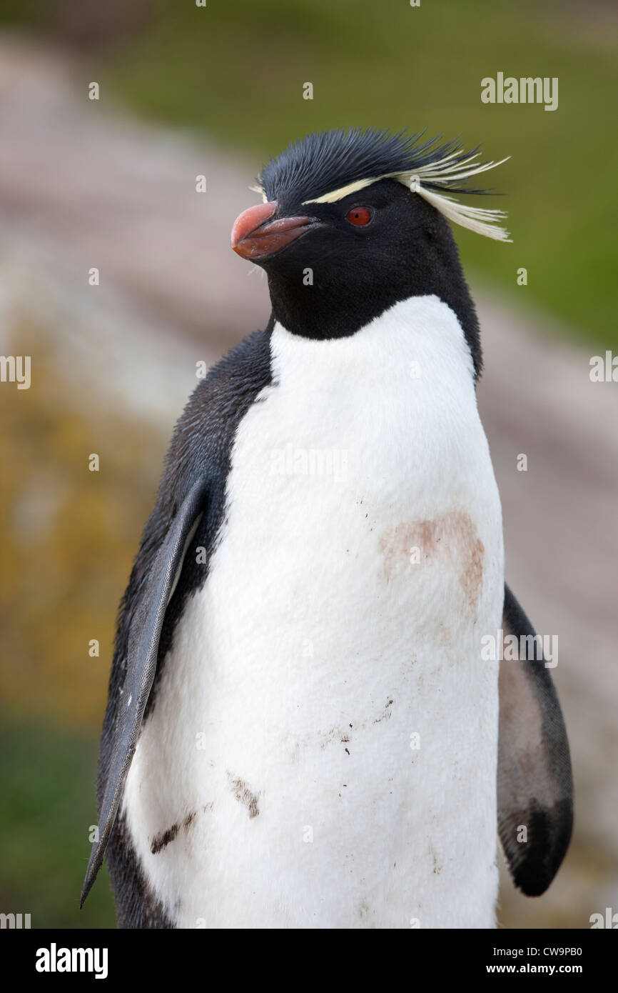 Gorfou sauteur (Eudyptes chrysocome chrysocome Penguin), sous-espèce de l'Ouest, un adulte Banque D'Images