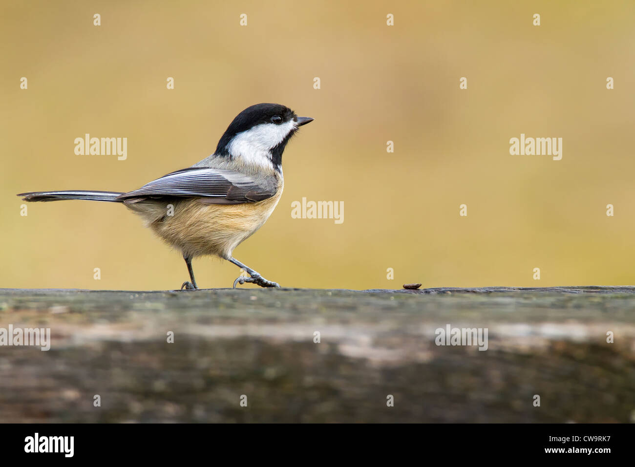 La mésange debout sur un morceau de bois - fond doux et chaleureux Banque D'Images