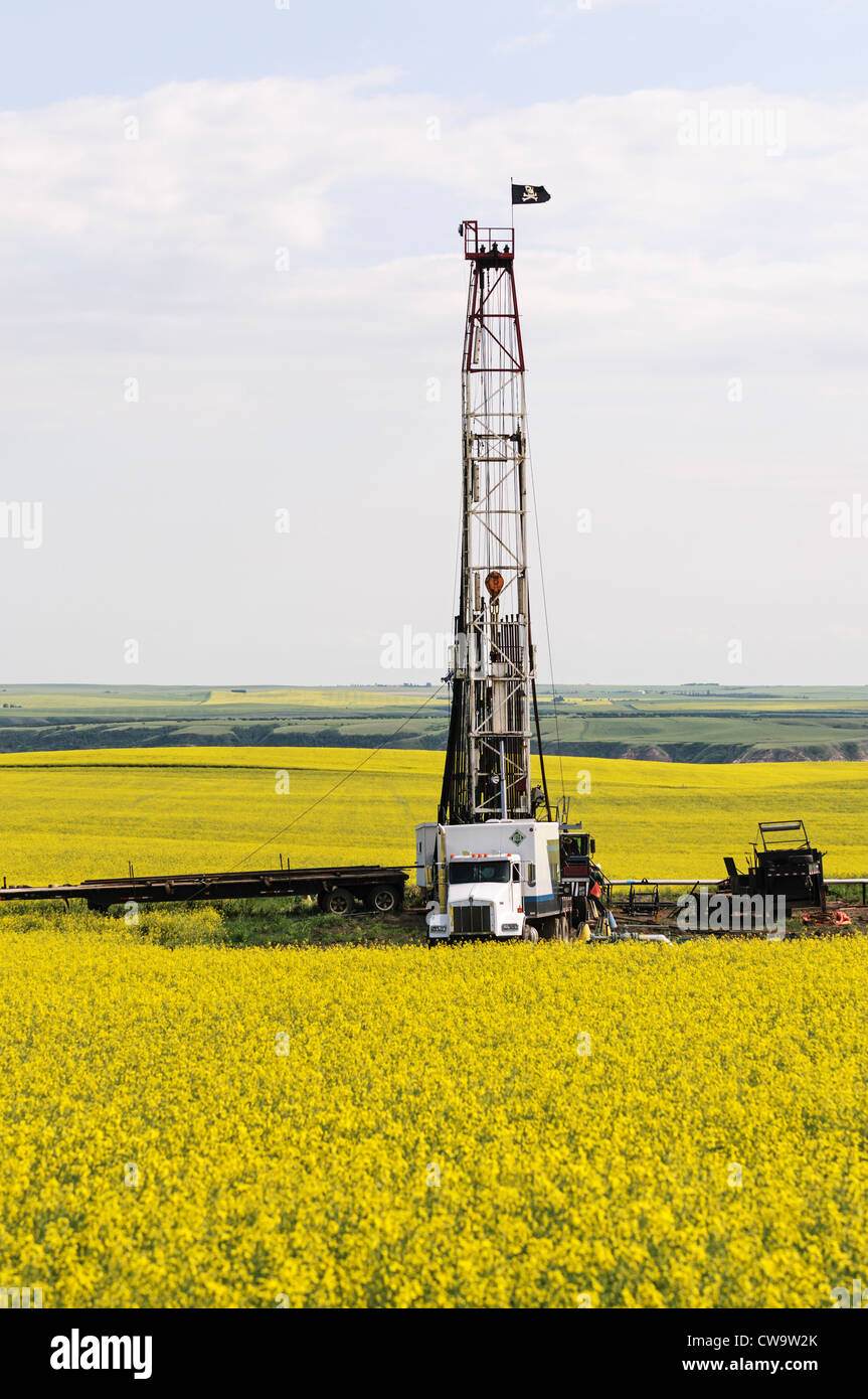 Un champ pétrolifère de forage Forage dans le champ d'un agriculteur de la floraison du canola (colza), de Drumheller, Alberta, Canada. Banque D'Images