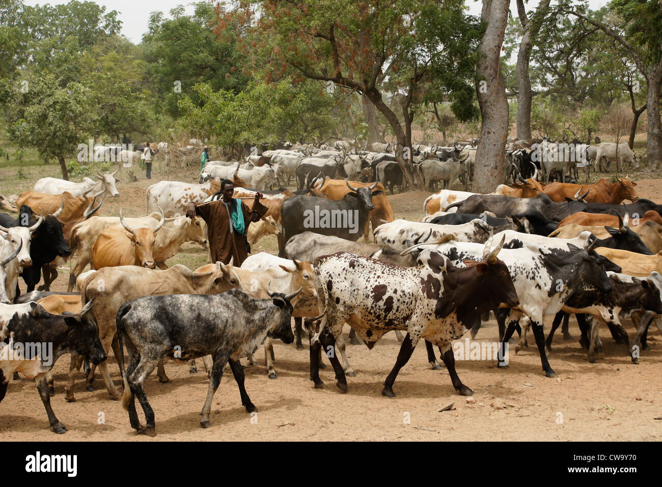 Les nomades Peuls avec les bovins, dans le nord du Ghana Banque D'Images