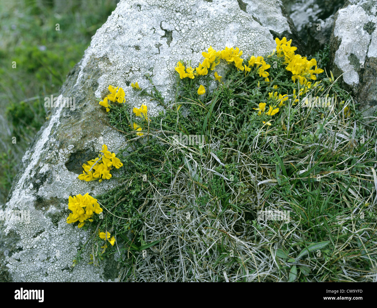Genista pilosa HAIRY GREENWEED Banque D'Images