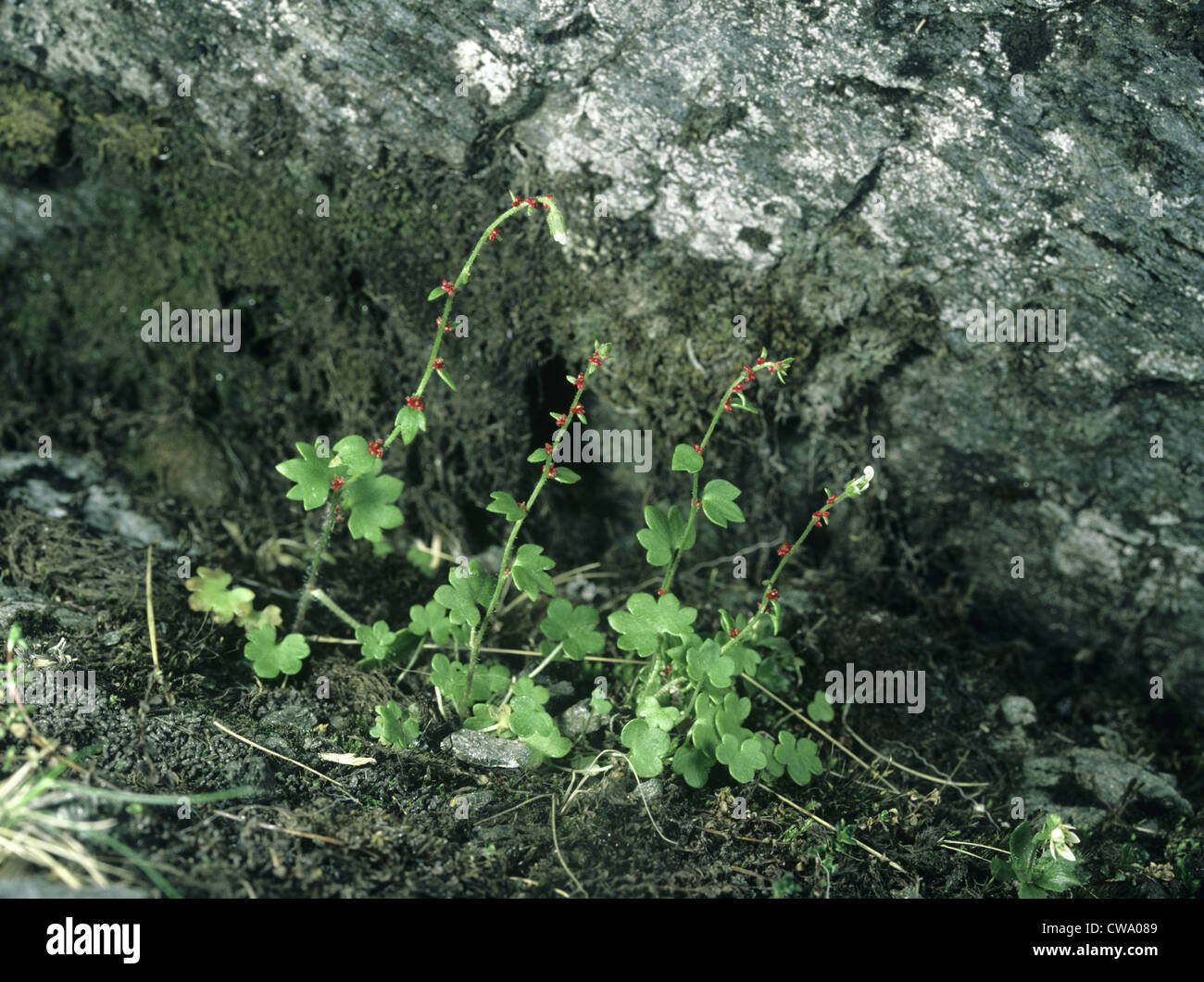 Saxifrage Saxifraga cernua tombantes Banque D'Images