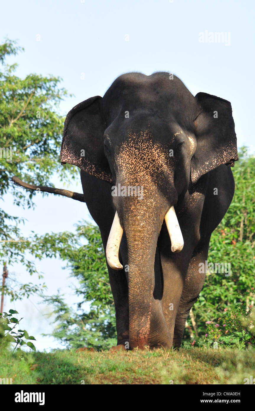 Indian Elephant Tusker Banque D'Images