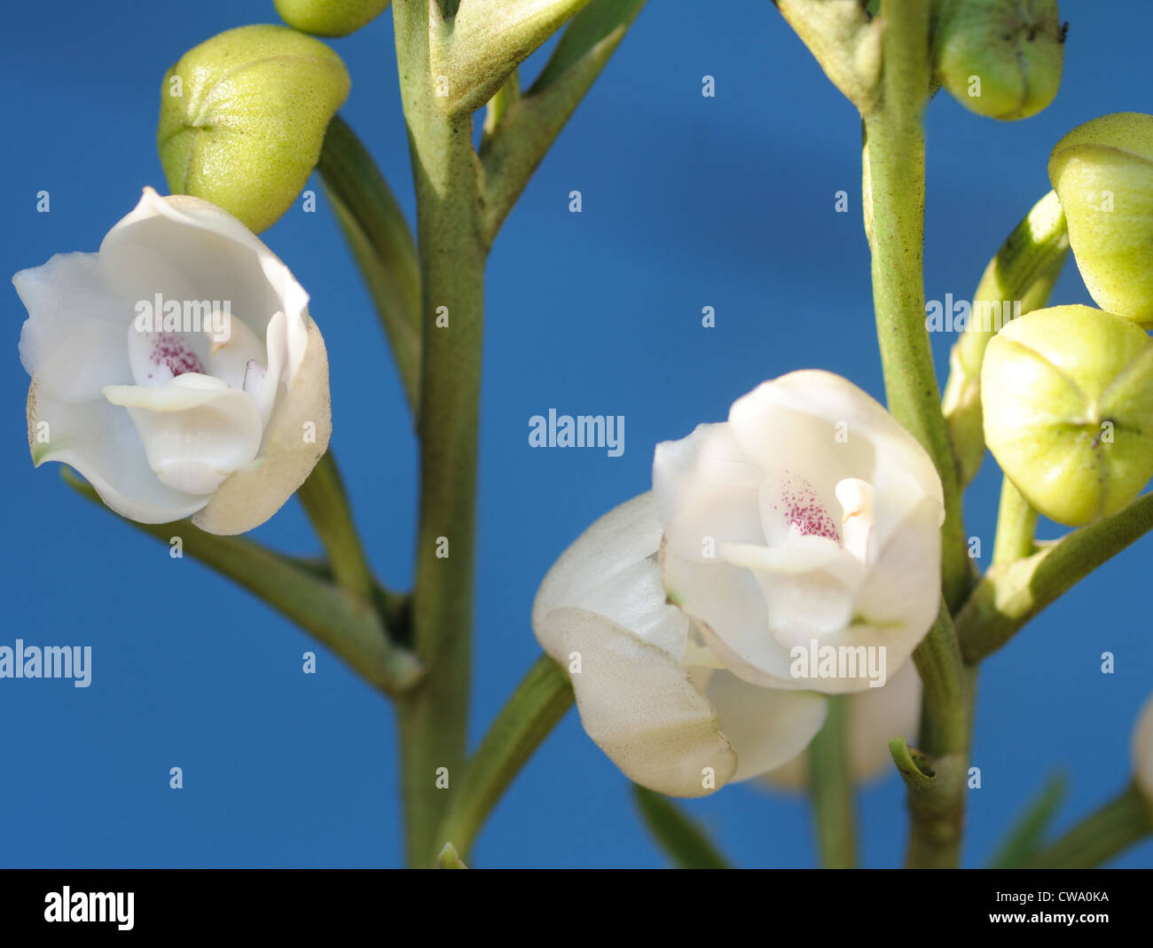 Orchidée colombe Colombe ou Saint-esprit Orchid Orchid est une espèce de  plantes appartenant à la famille des orchidacées Photo Stock - Alamy