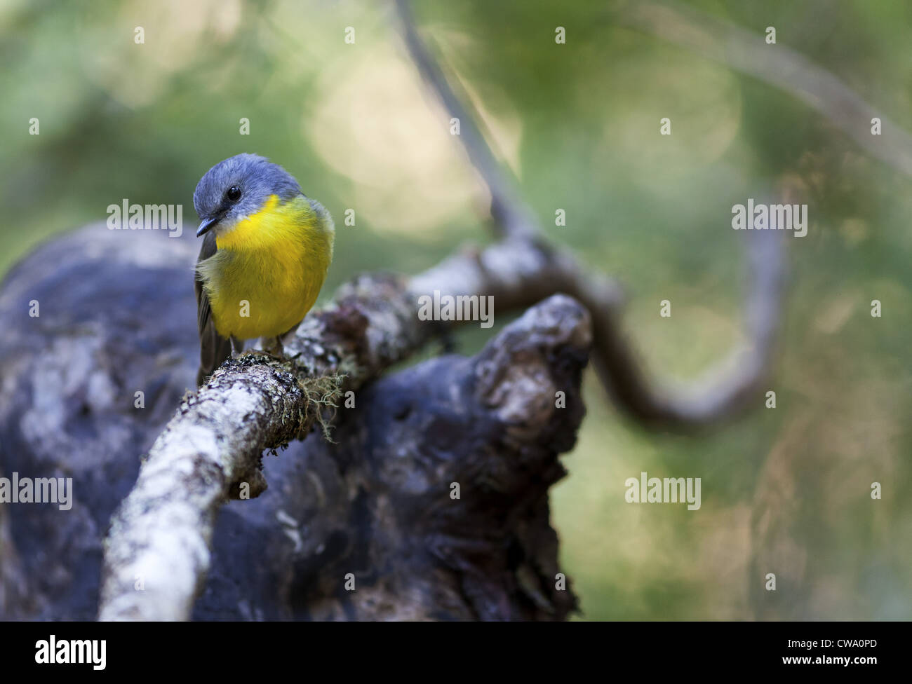 Miro à poitrine jaune, Eopsaltria australis, Australie Banque D'Images