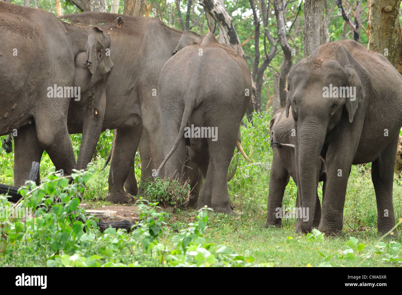 Bébés éléphants indiens Banque D'Images