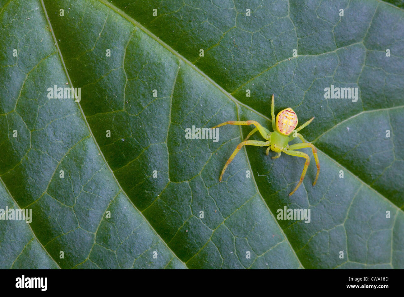 Fleur verte, araignée ou araignée crabe, Diaea Wheeler, Sydney, Australie Banque D'Images