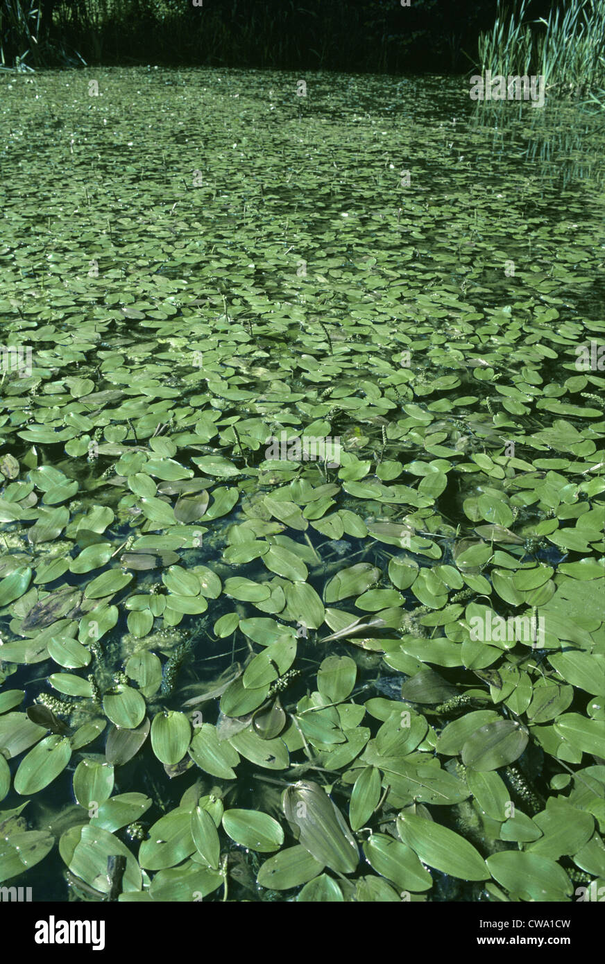 Le potamot à larges feuilles (Potamogeton natans (Potamogetonaceae) Banque D'Images