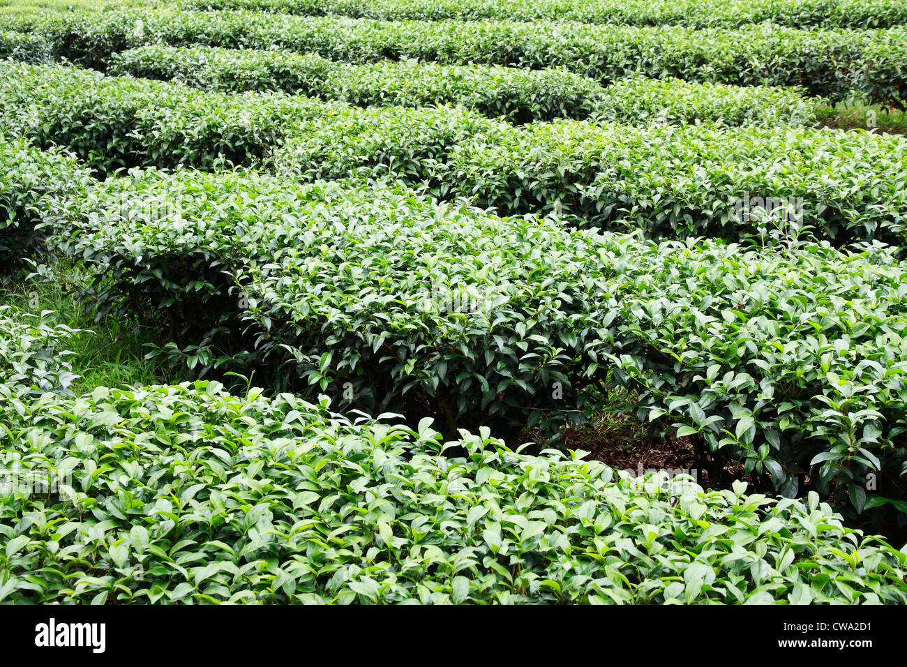 Full Frame of leaf tea farm Banque D'Images