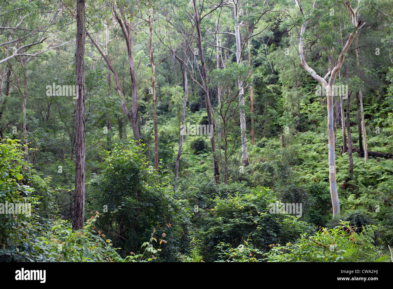 Forêt d'Eucalyptus humides, Dharug National Park, NSW Australie Banque D'Images