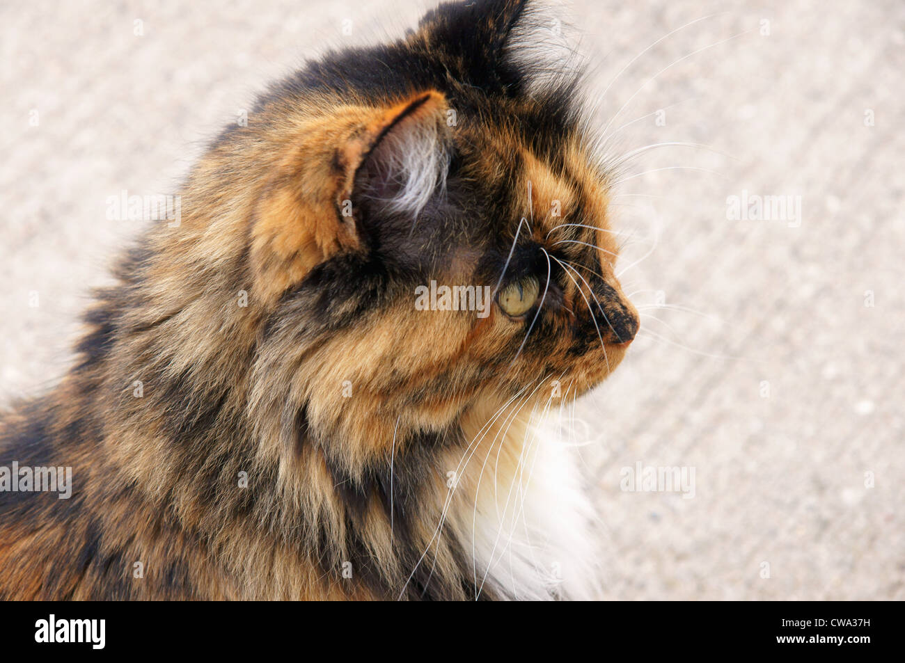 Chat Calico Ecaille Tabby Torbie Chats Droit Fixant Torty Tortie Robe Tachetee Interieur Calimanco Obscurci Photo Stock Alamy Chat Calico Ecaille Tabby Torbie Chats Droit Fixant Torty Tortie Robe Tachetee Interieur Calimanco Obscurci Photo Stock Alamy