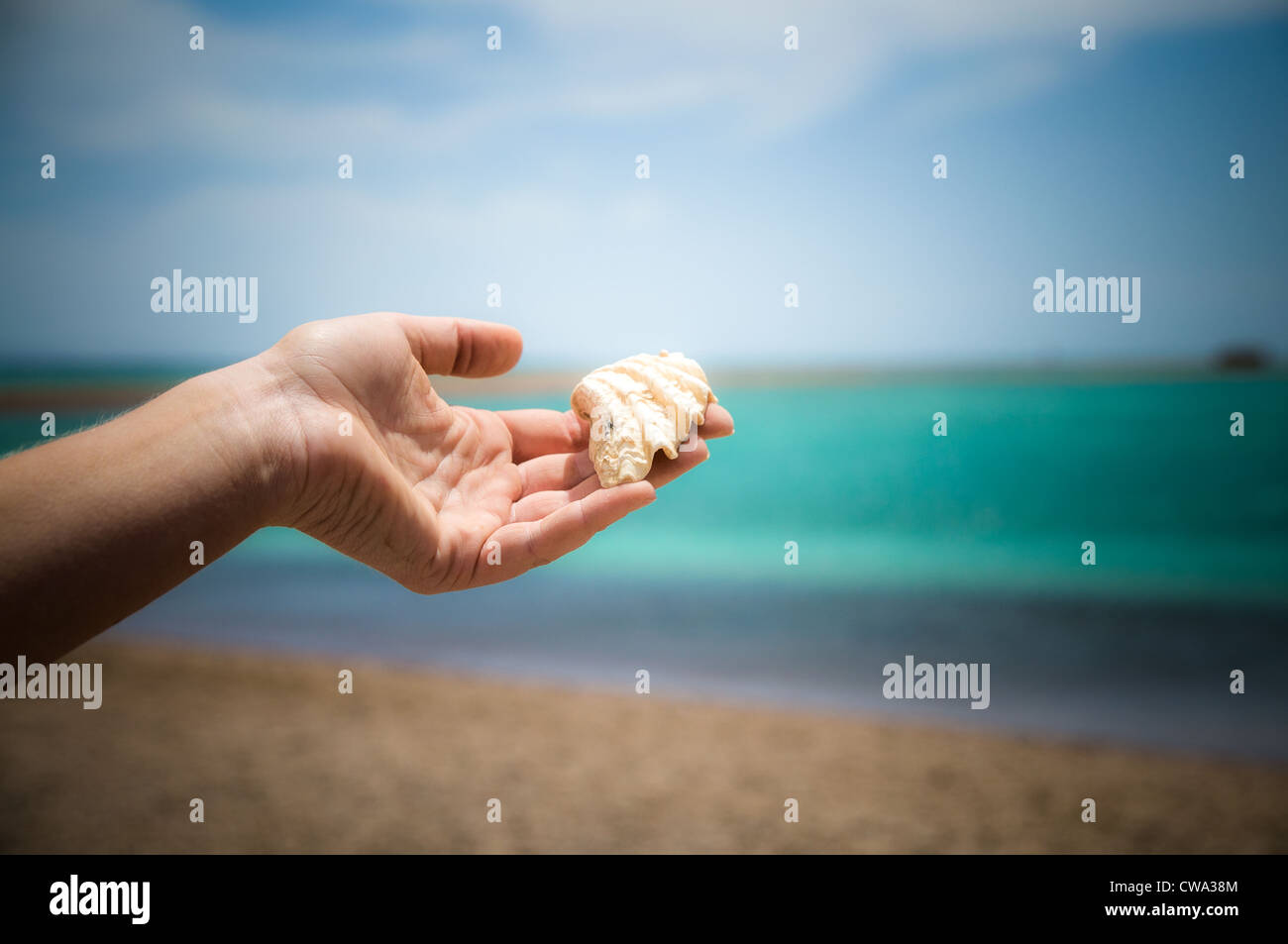 Woman's hand holding shell est sur le fond de la mer Banque D'Images