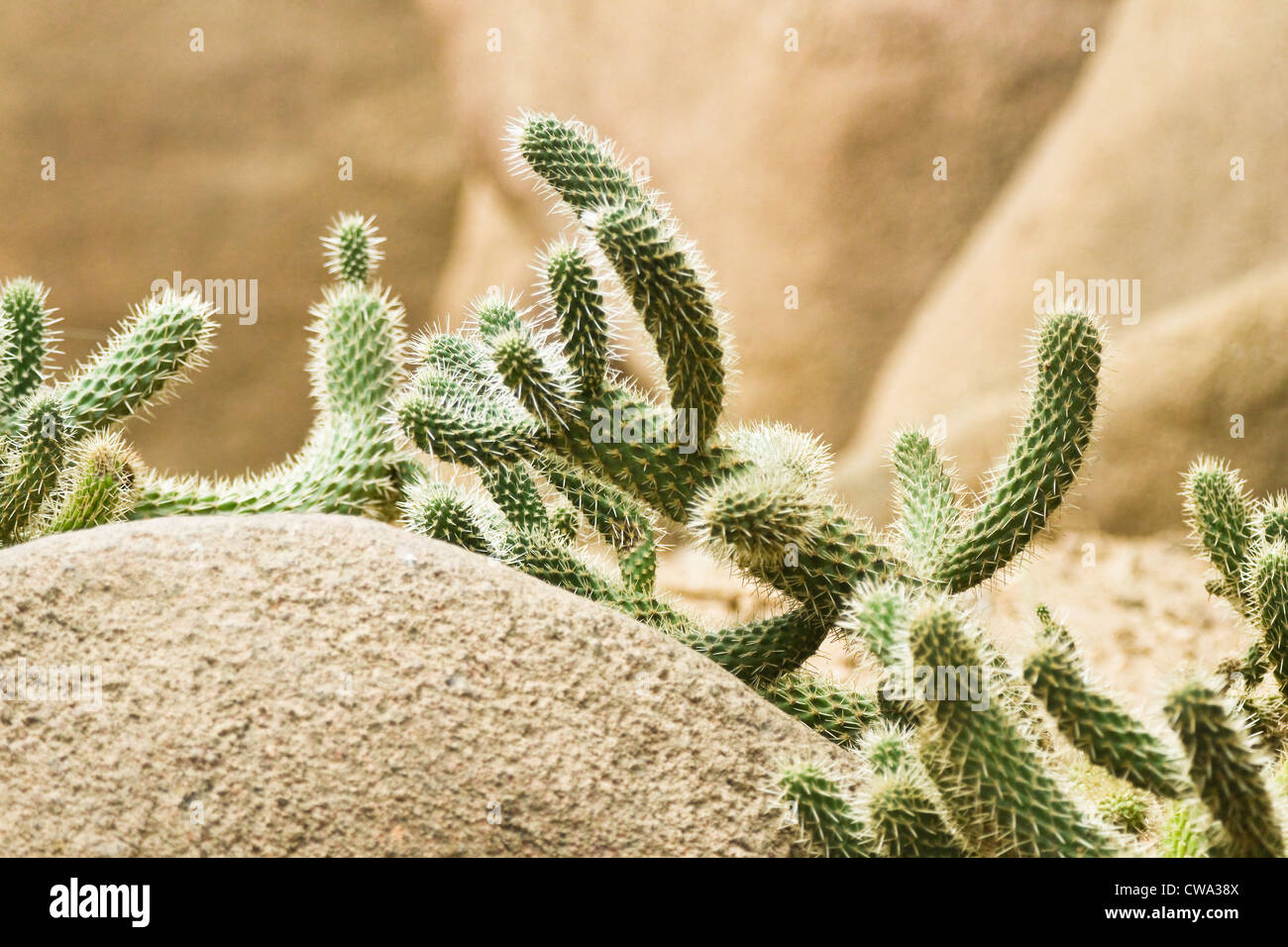 Big cactus poussant dans un environnement sec et rocailleux Banque D'Images