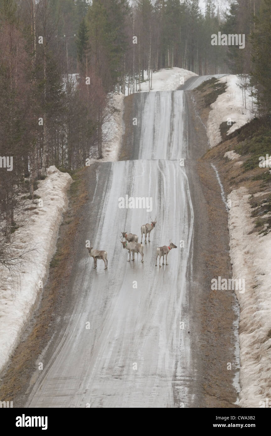 Les rennes (Rangifer tarandus) de l'autre côté de la rue dans la forêt de Carélie Banque D'Images