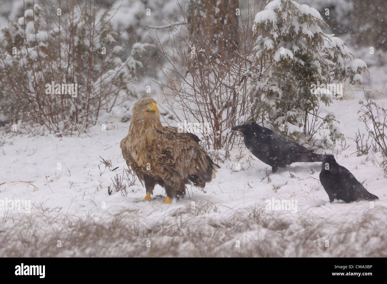 À queue blanche (Haliaeetus albicilla) se nourrissant de carcasses de cerfs dans la forêt de Carélie Banque D'Images