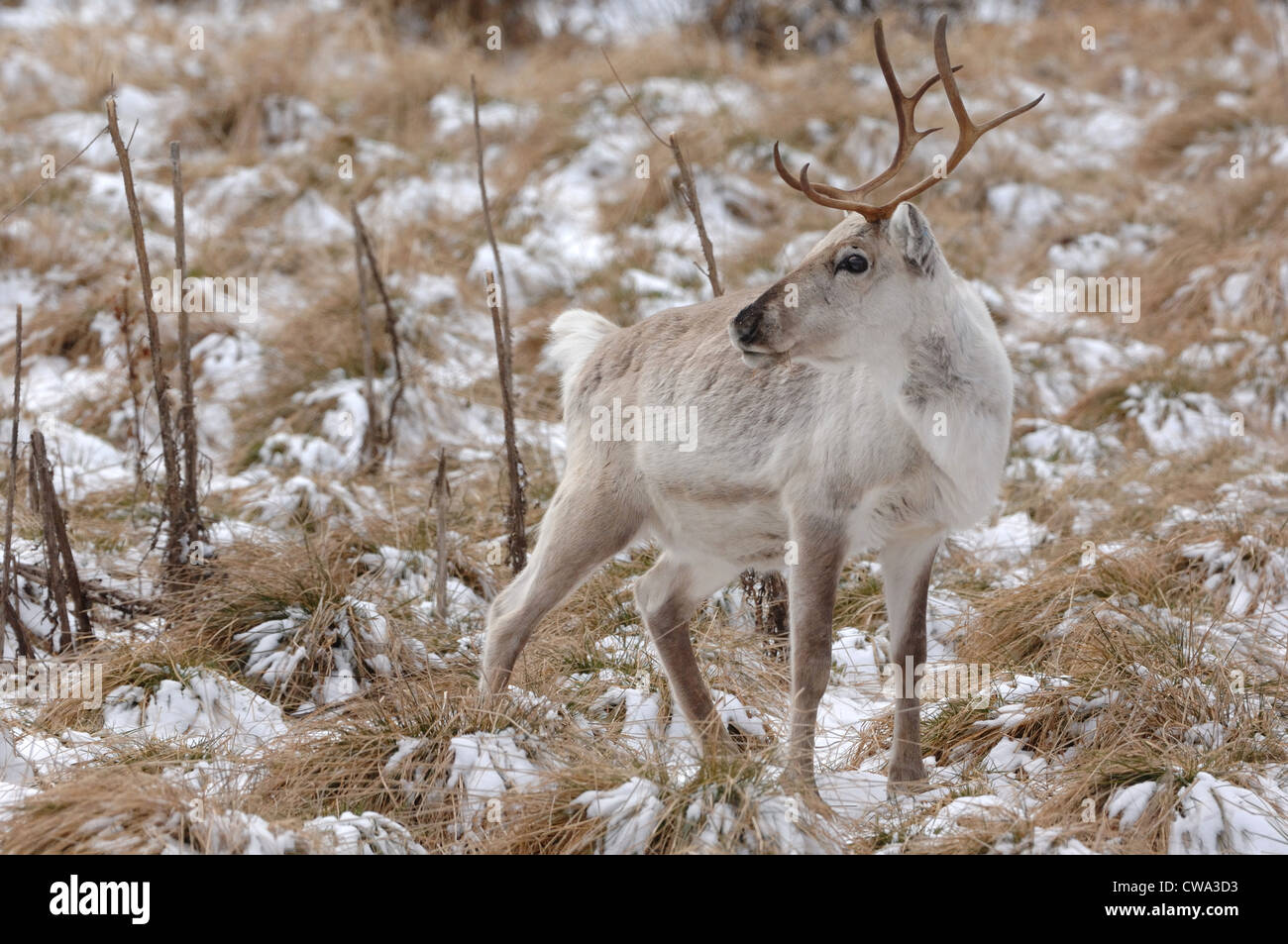 Le renne (Rangifer tarandus), dans la taïga finlandaise Banque D'Images