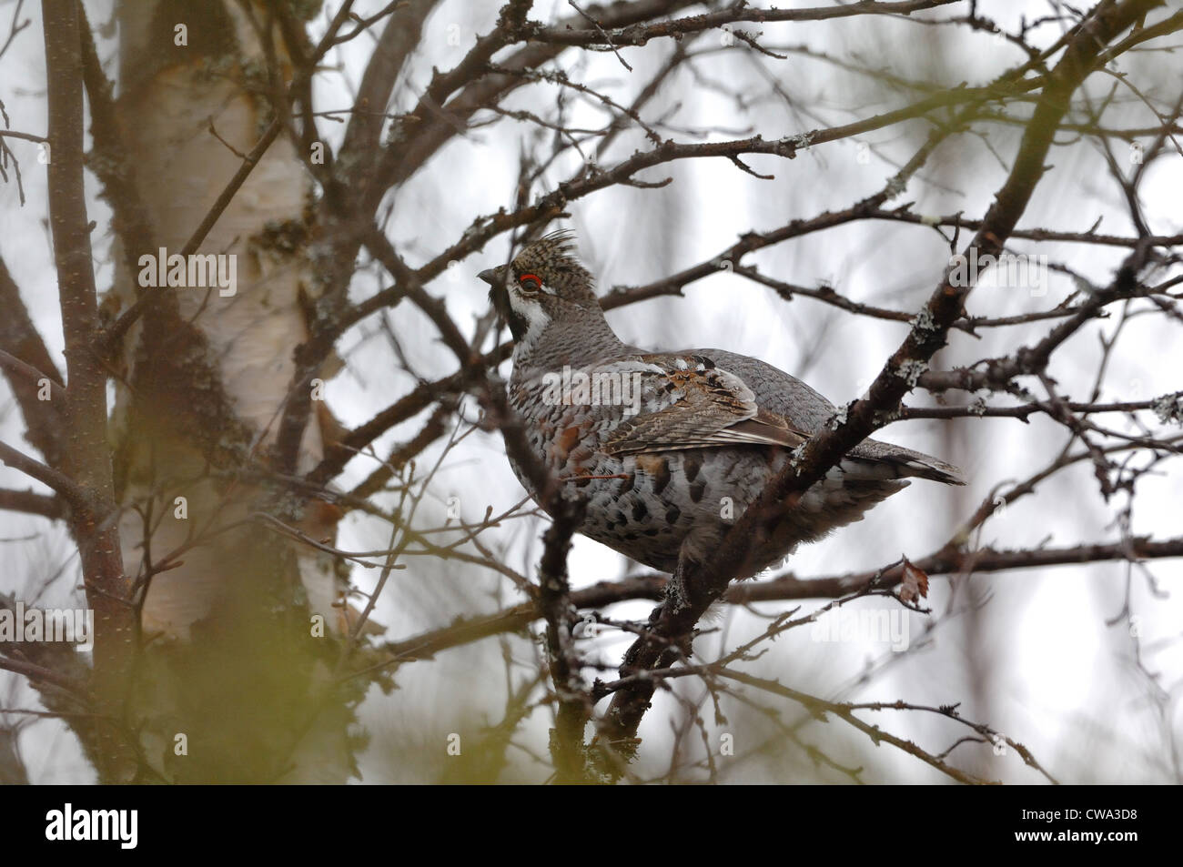 La Gélinotte des bois (Bonasa bonasia) hen assis en milieu forestier, Banque D'Images