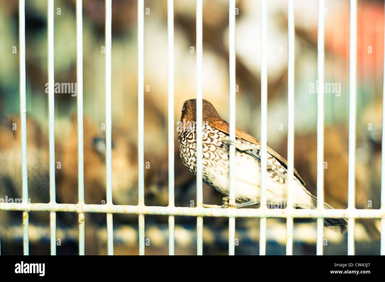 Birds cage escape Banque de photographies et d'images à haute résolution -  Alamy