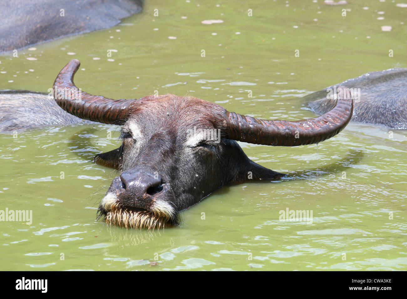 Buffalo reste dans l'étang Banque D'Images