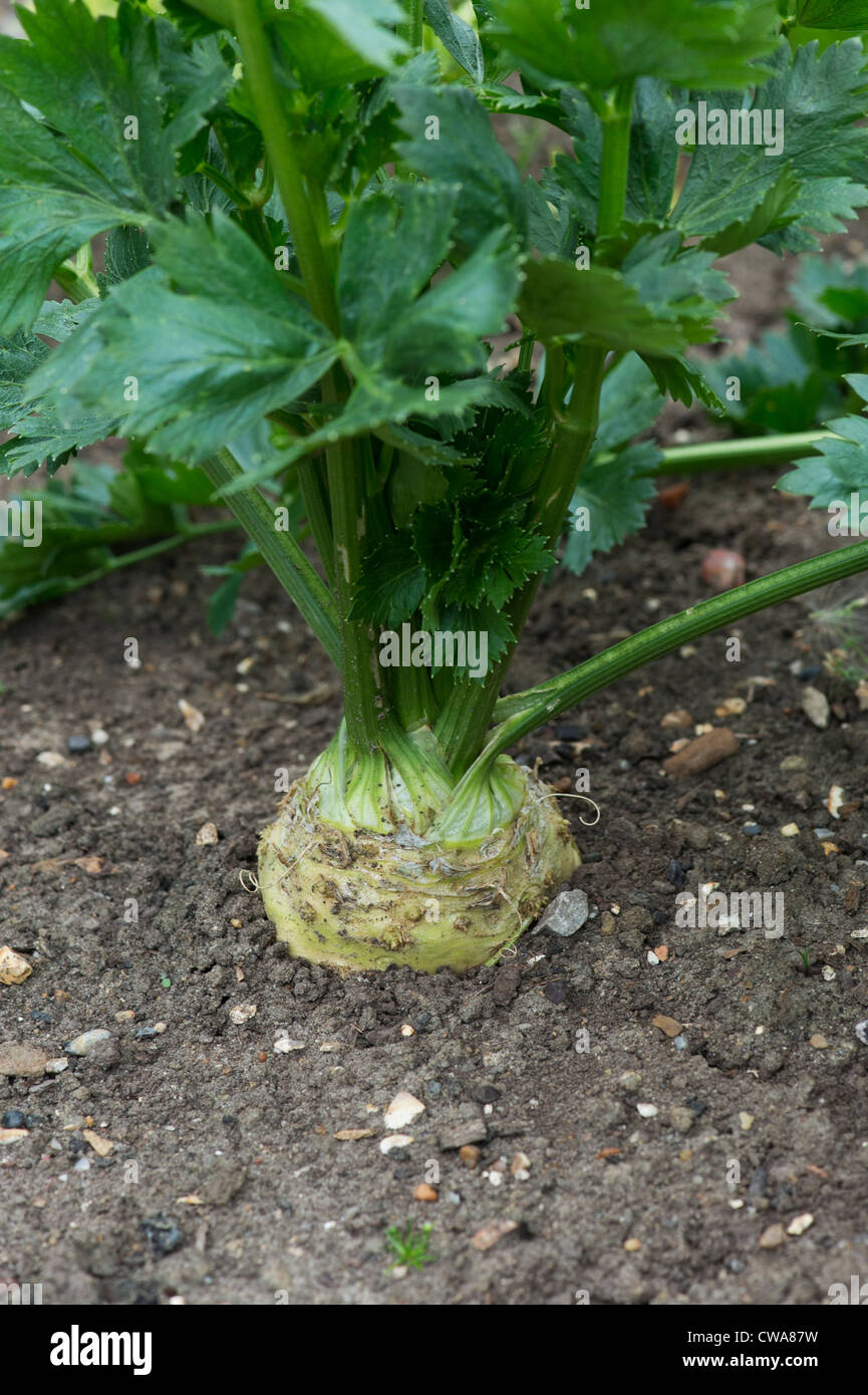 Apium graveolens. Céleri-rave monarch dans un potager Banque D'Images