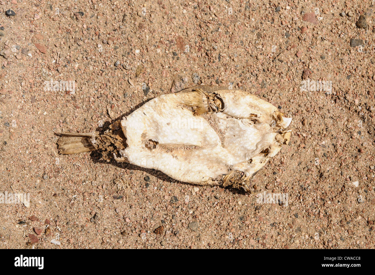 Les poissons morts sur la plage de la Mer Rouge Banque D'Images