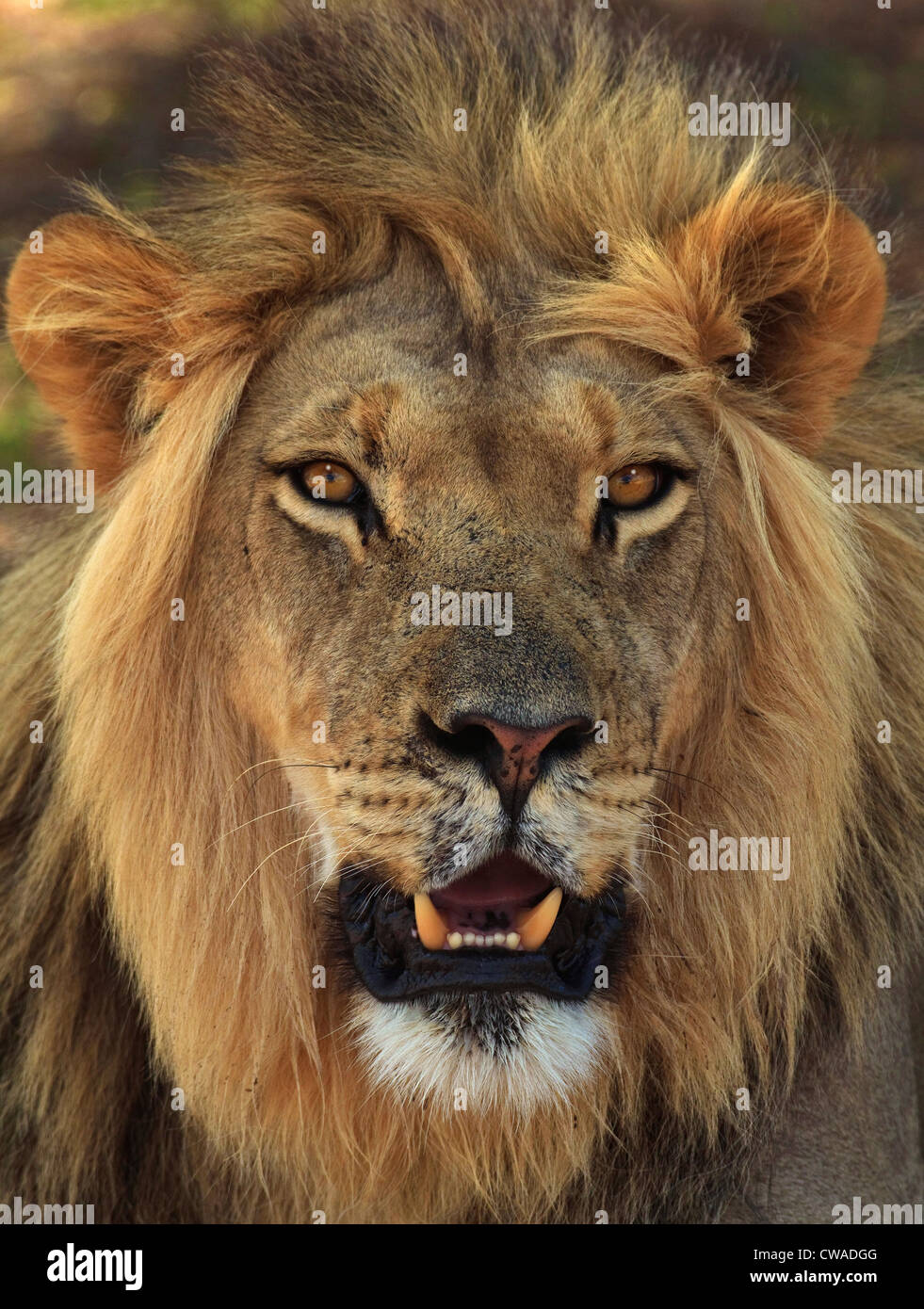 Lion portrait, Kgalagadi Transfrontier Park, Afrique Banque D'Images
