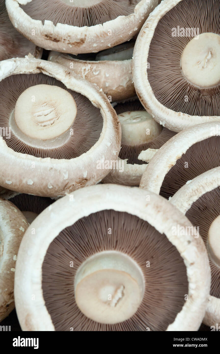 Champignons Portobello Banque D'Images