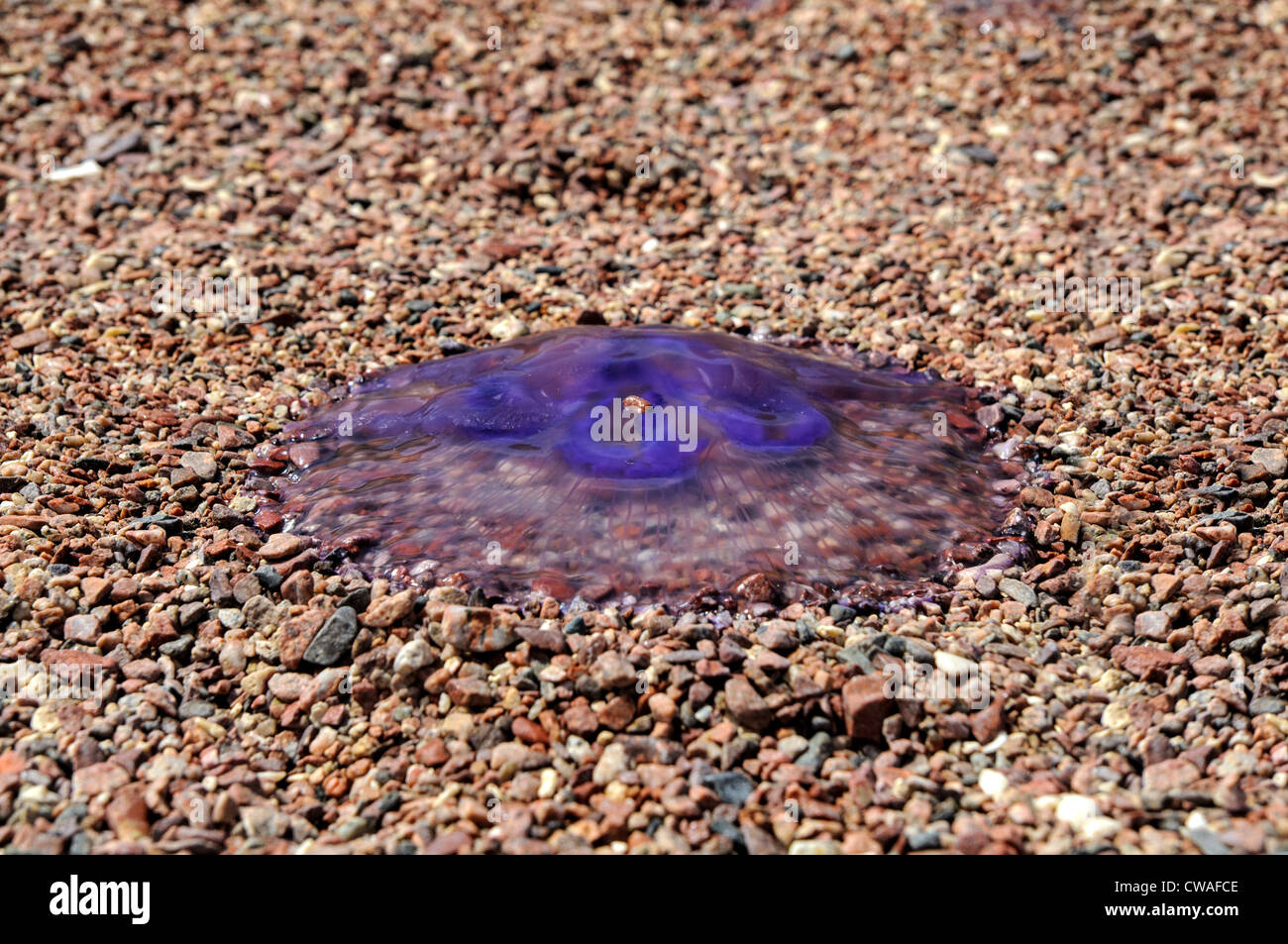 Les méduses mortes sur la plage de la mer Rouge Banque D'Images