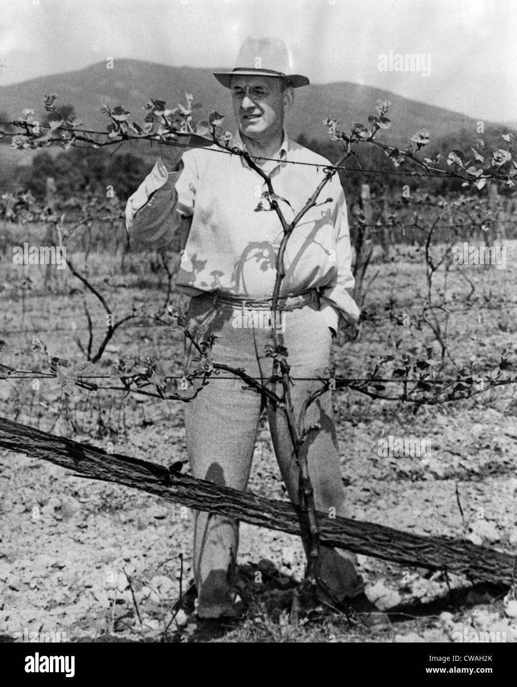 Henry Morgenthau Jr., (Secrétaire au Trésor) à son vinyard dans Wiccopee, New York, 17 mai 2944. Avec la permission des Archives / CSU : Banque D'Images