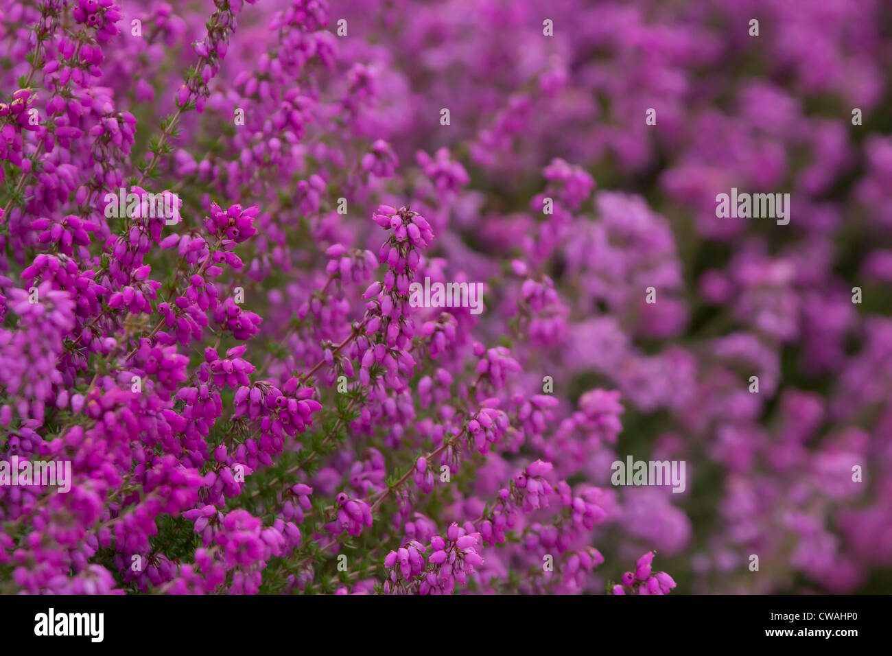 Bruyère cendrée (Erica cinerea) en fleurs. Surrey, UK. Banque D'Images