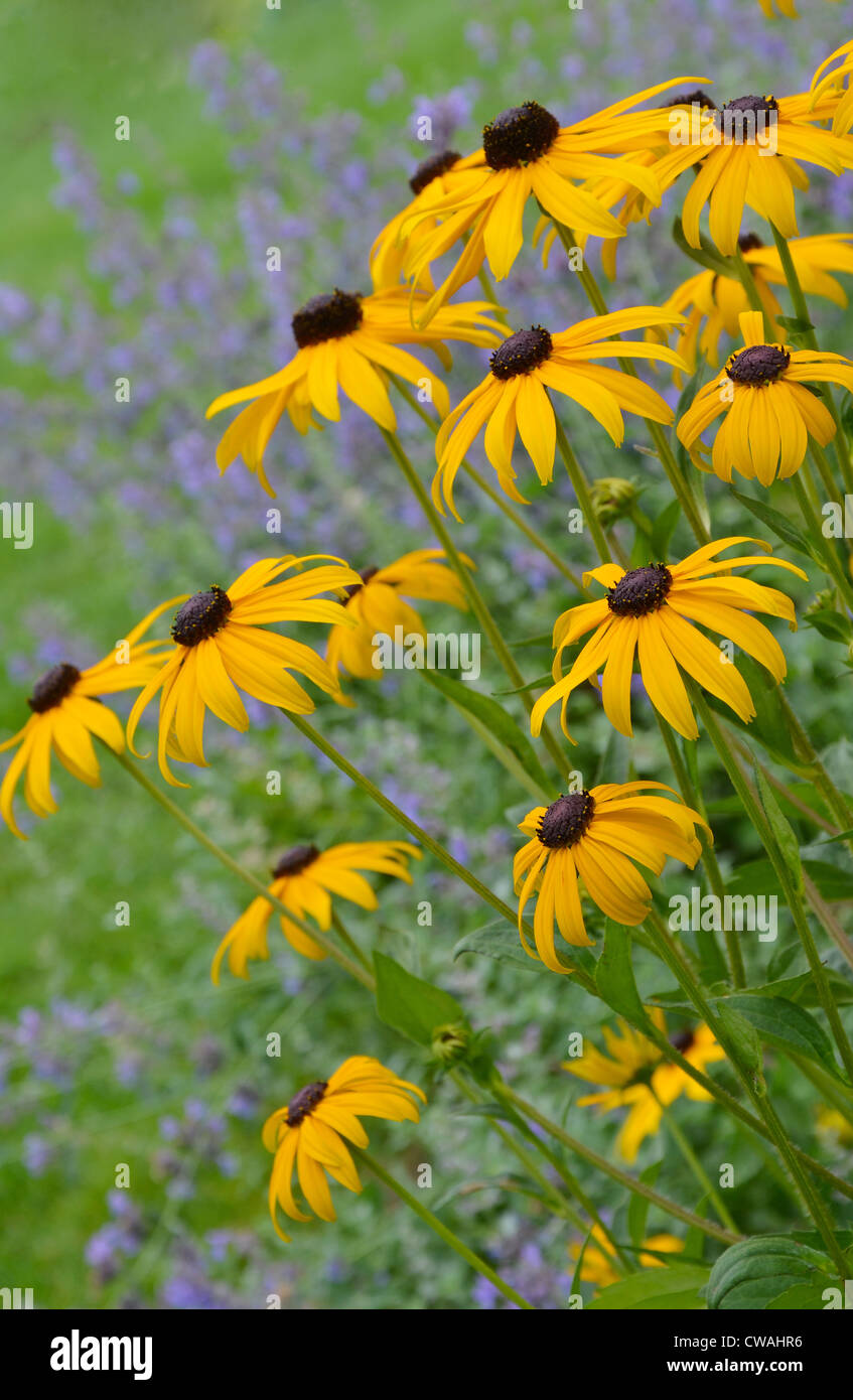 Jardin d'été pleine de fleurs jaune Black Eyed Susan Banque D'Images