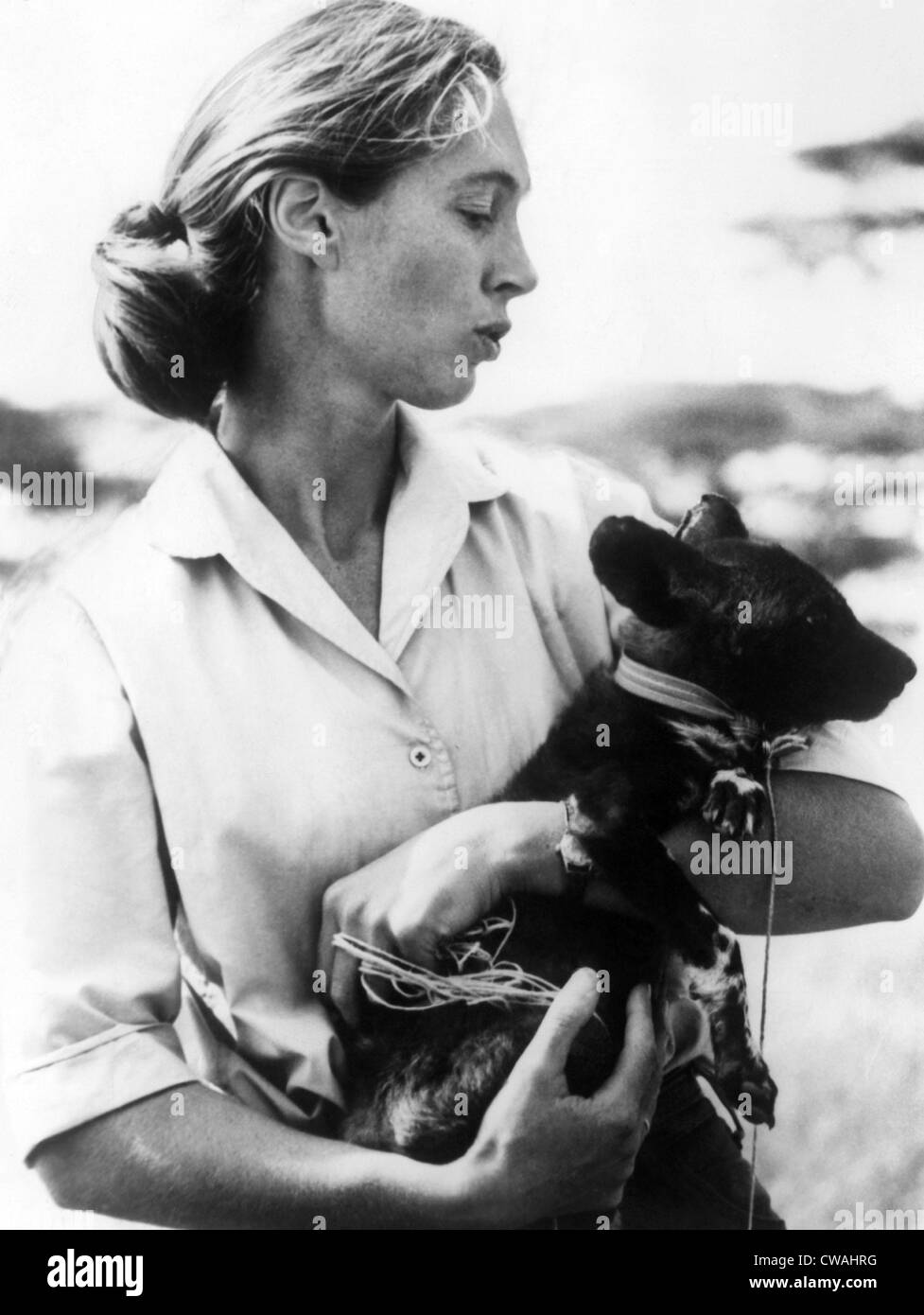 Jane Goodall. ca 1970. Avec la permission de : Archives CSU/Everett Collection Banque D'Images