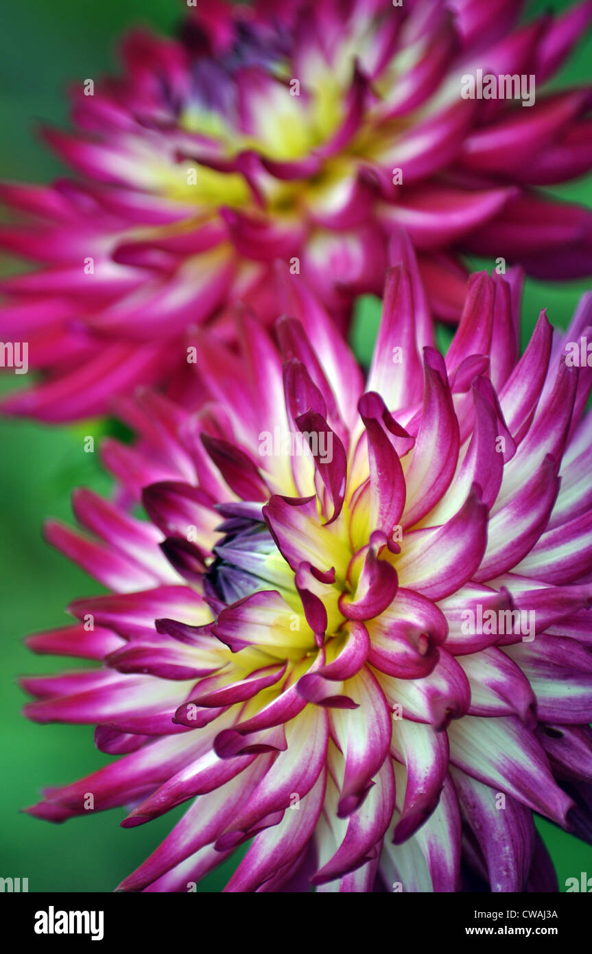 Deux belles fleurs dahlia violet Banque D'Images