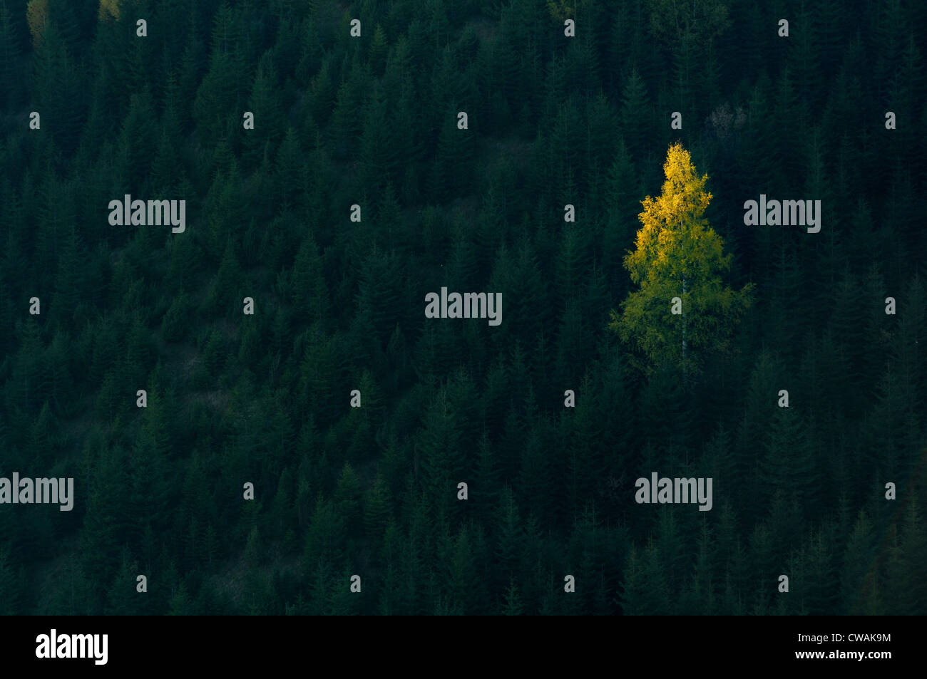 Un arbre allumé en forêt, Krasnik village, Carpates, région d'Ivano-Frankivsk, Ukraine Banque D'Images