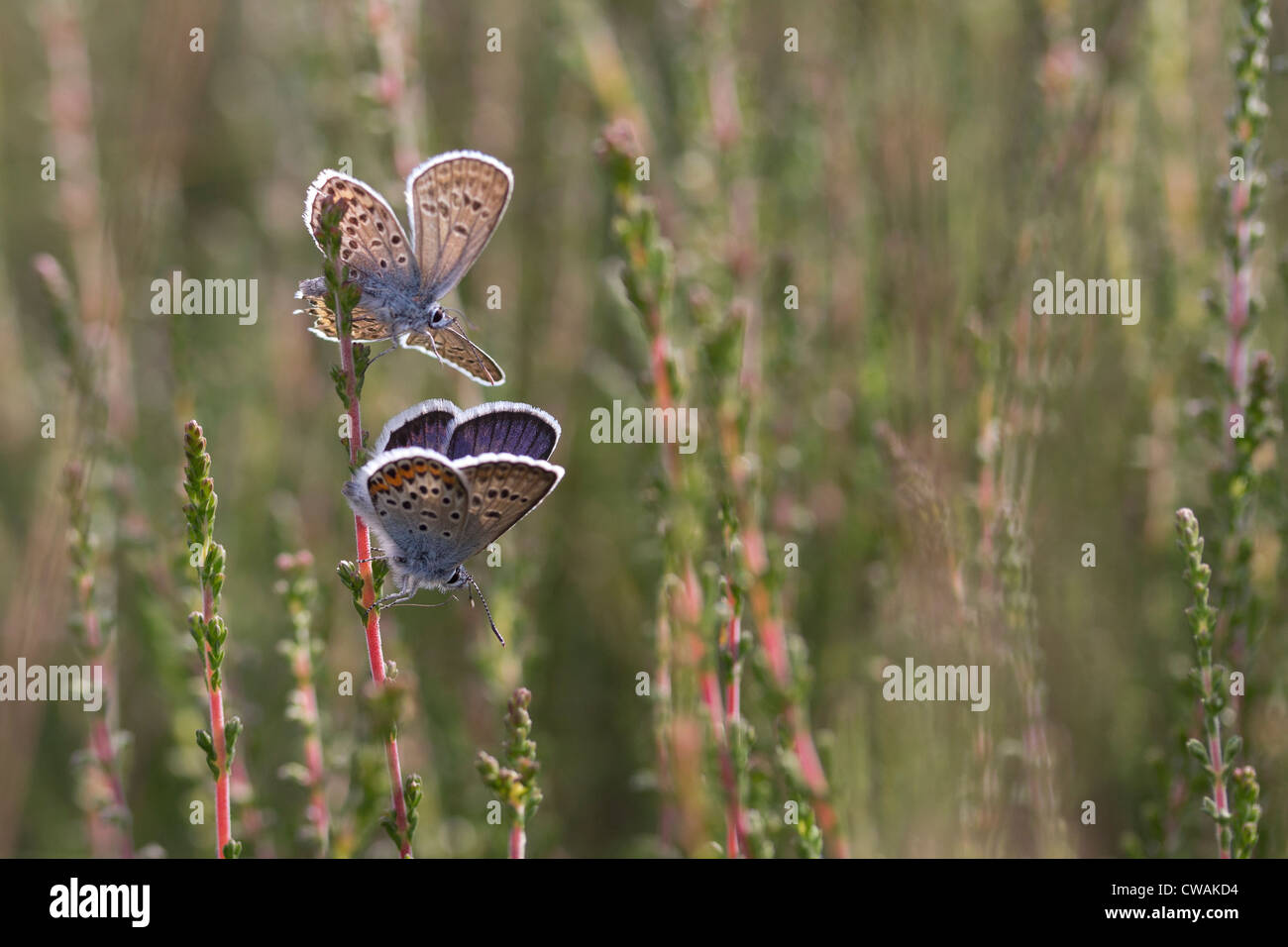 Silver cloutés papillons bleu (Plebeius argus) sur la bruyère. Surrey, UK. Banque D'Images