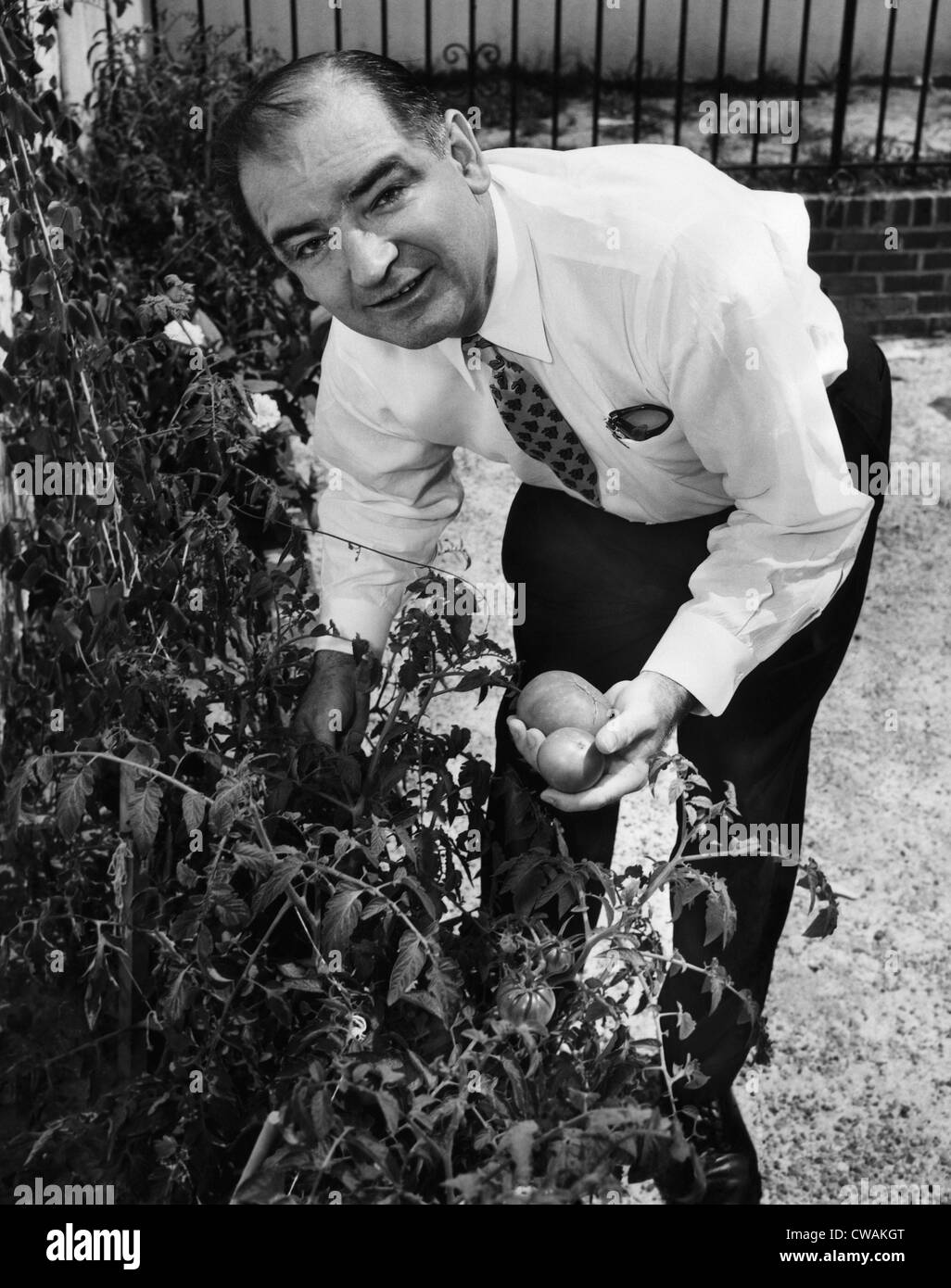 Le sénateur Joseph McCarthy picks tomates du jardin à son domicile de Washington, 1954. Avec la permission de : Archives CSU/Everett Banque D'Images