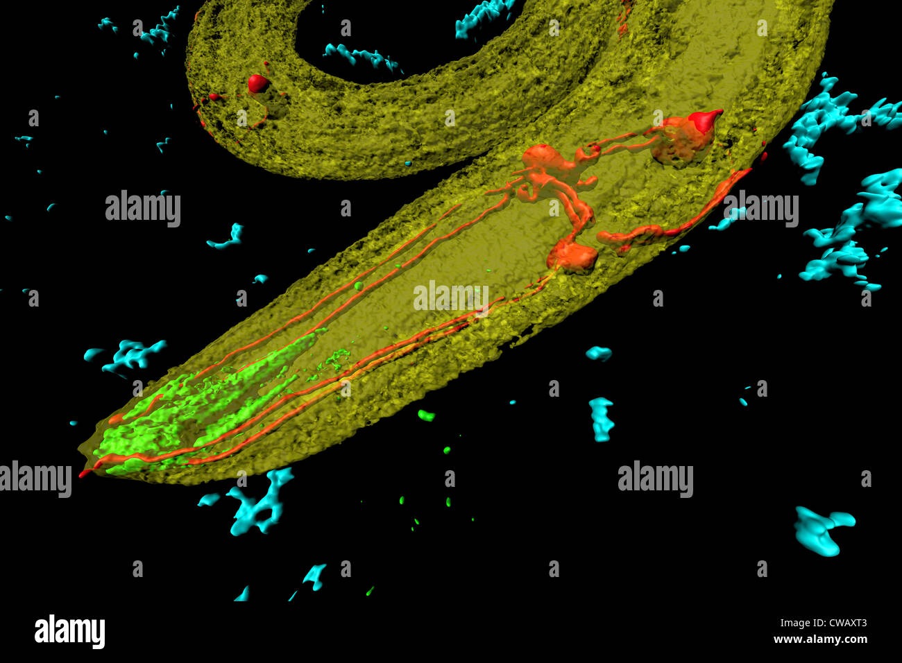 Caenorhabditis elegans, un ver rond, transparent (nématodes), environ 1 mm de longueur Banque D'Images
